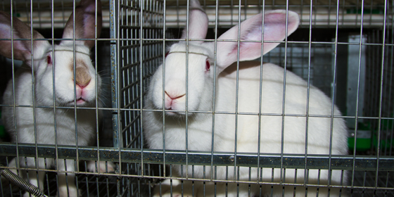 caged_rabbits_cropped_20190204.jpg