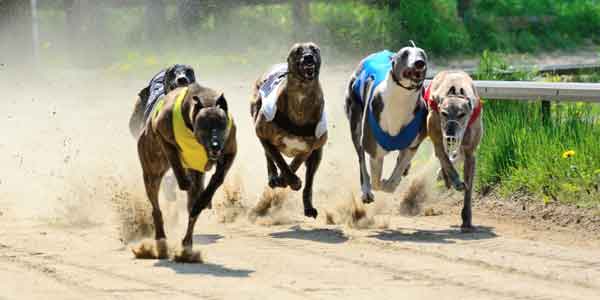 greyhound_race_cropped.jpg